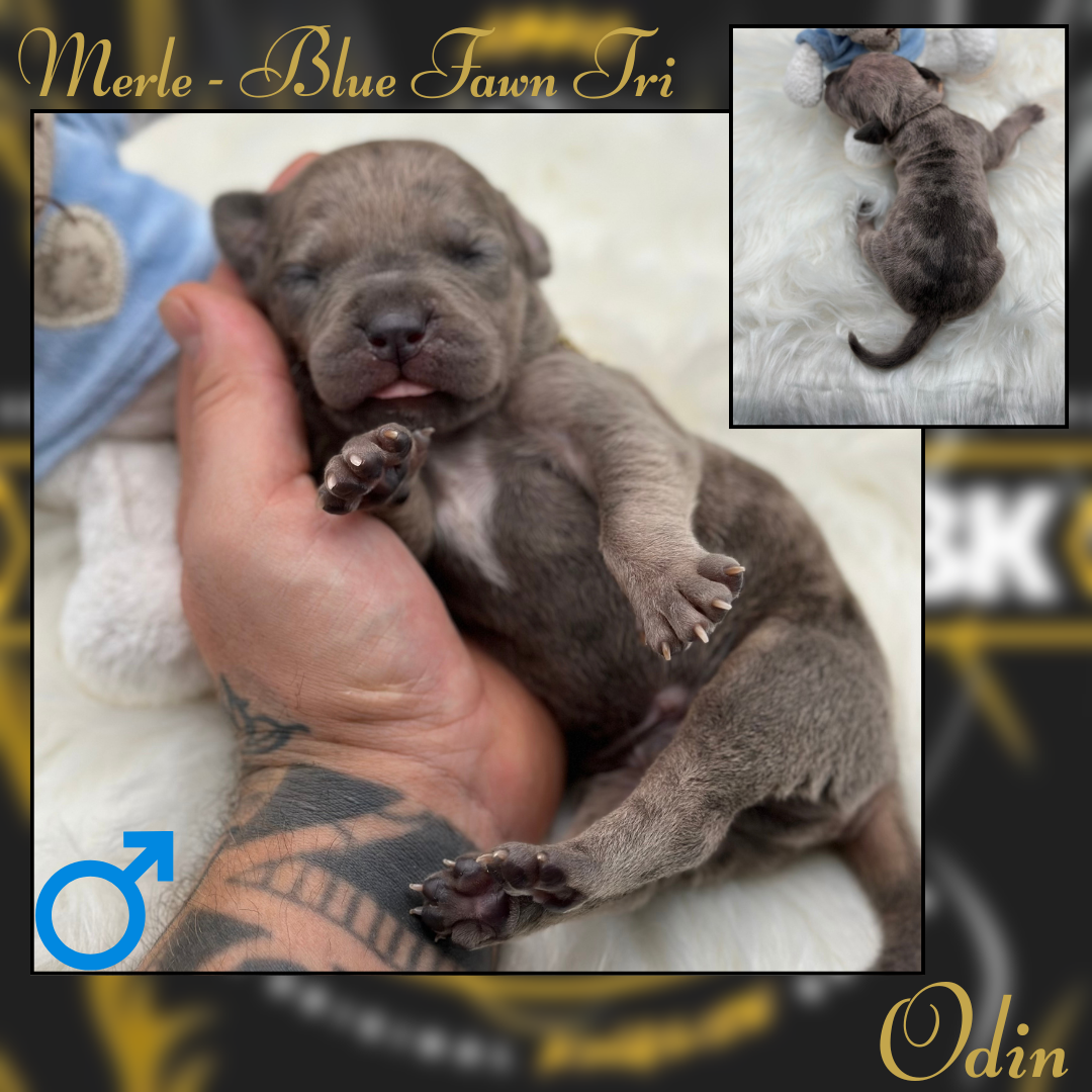 6th Puppy American Bully